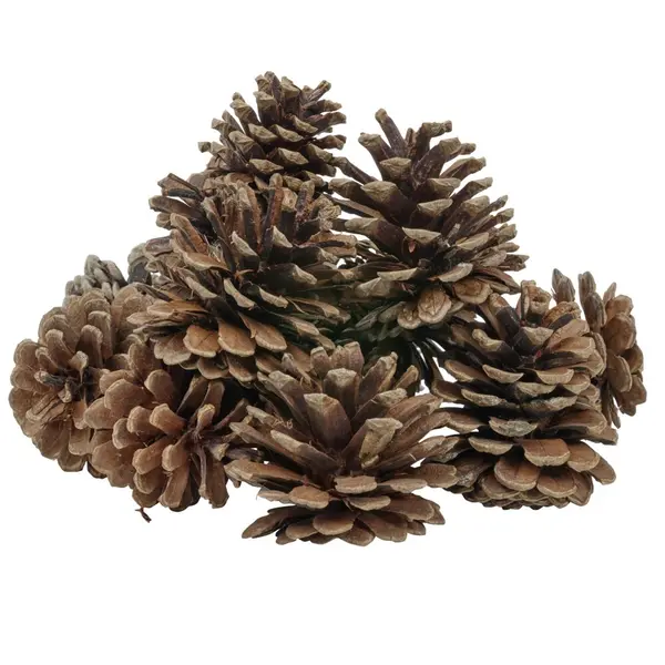 Décoration pomme de pin - Filet de 220g